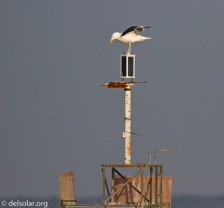 Canon EOS 7D  --  500 mm  --  EF500mm f/4L IS USM  