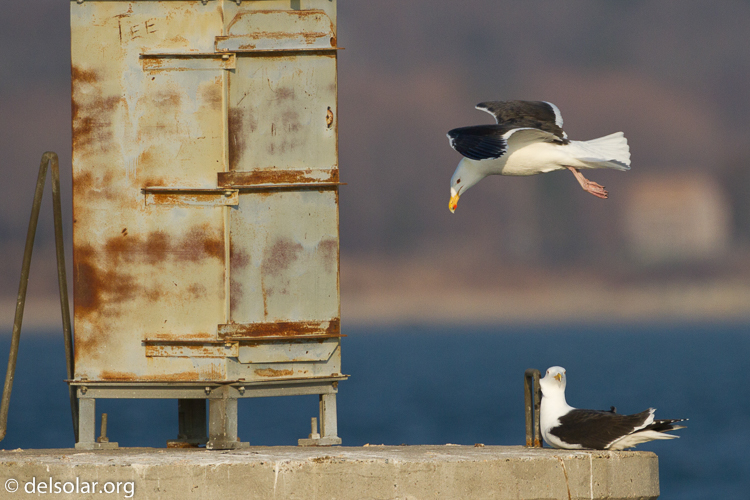 Canon EOS 7D  --  500 mm  --  EF500mm f/4L IS USM  