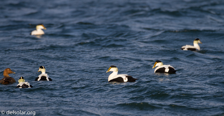 Canon EOS 7D  --  500 mm  --  EF500mm f/4L IS USM  