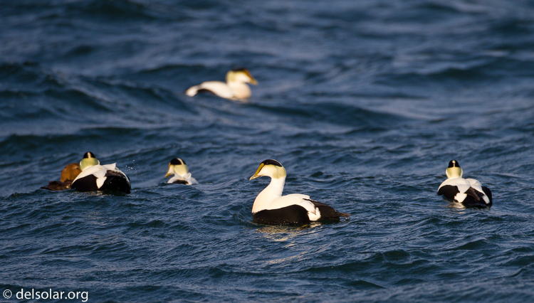 Canon EOS 7D  --  500 mm  --  EF500mm f/4L IS USM  