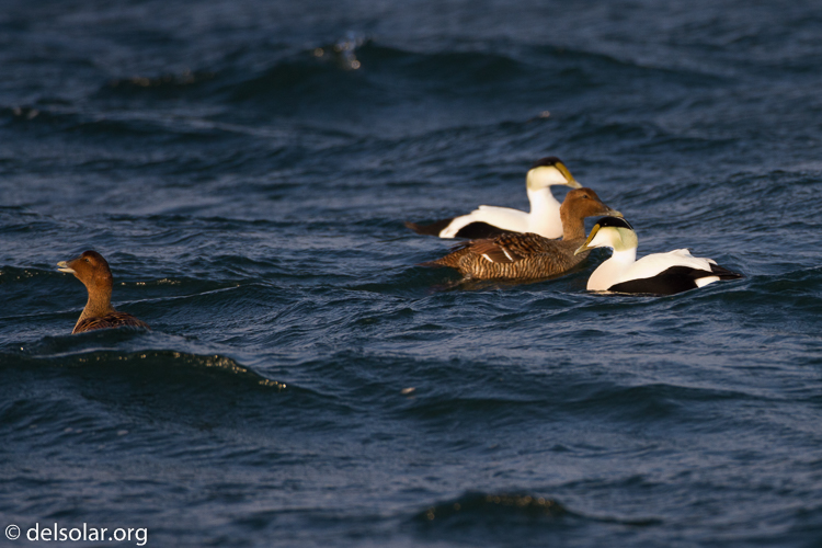 Canon EOS 7D  --  500 mm  --  EF500mm f/4L IS USM  