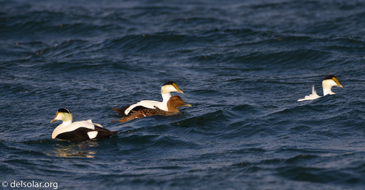 Canon EOS 7D  --  500 mm  --  EF500mm f/4L IS USM  