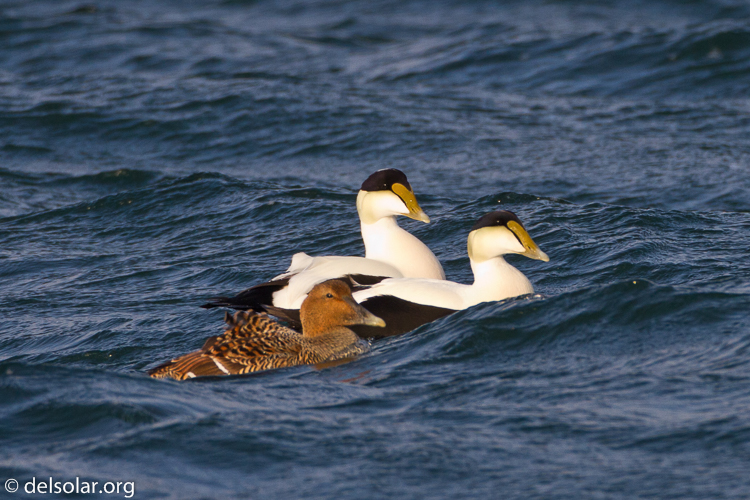 Canon EOS 7D  --  500 mm  --  EF500mm f/4L IS USM  