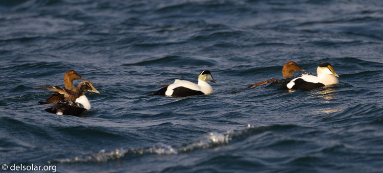 Canon EOS 7D  --  500 mm  --  EF500mm f/4L IS USM  