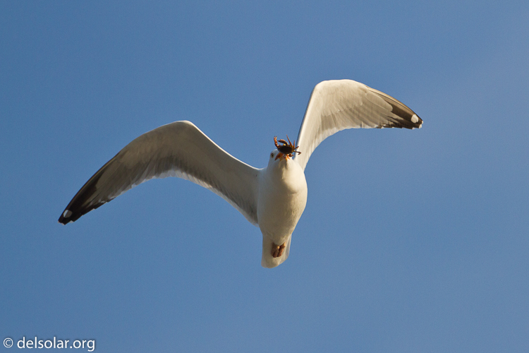 Canon EOS 7D  --  500 mm  --  EF500mm f/4L IS USM  