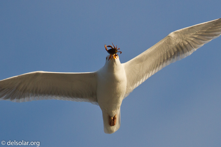 Canon EOS 7D  --  500 mm  --  EF500mm f/4L IS USM  