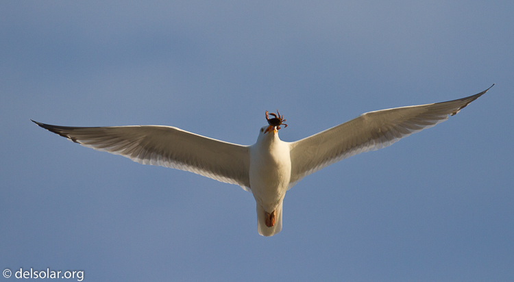 Canon EOS 7D  --  500 mm  --  EF500mm f/4L IS USM  