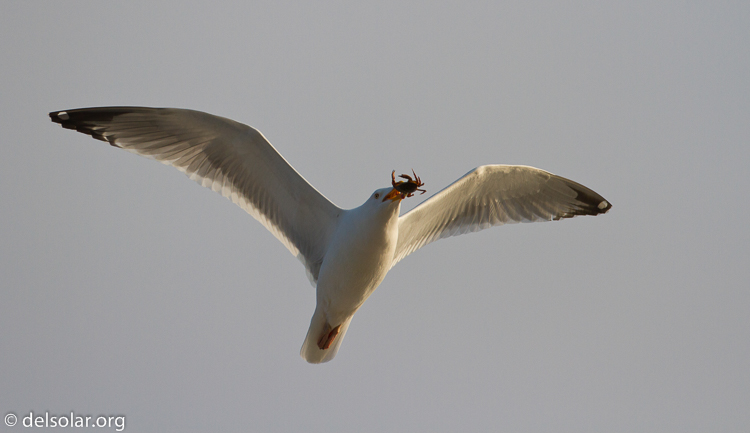 Canon EOS 7D  --  500 mm  --  EF500mm f/4L IS USM  