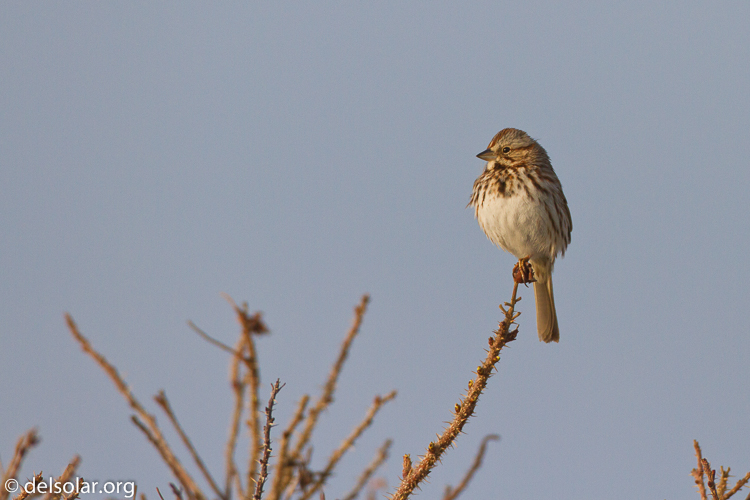 Canon EOS 7D  --  500 mm  --  EF500mm f/4L IS USM  