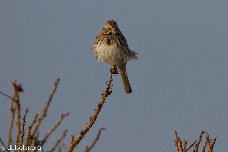 Canon EOS 7D  --  500 mm  --  EF500mm f/4L IS USM  
