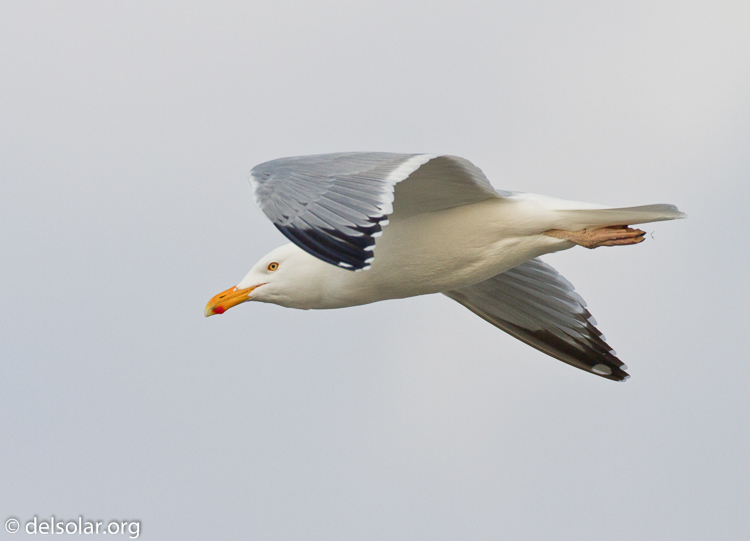 Canon EOS 7D  --  500 mm  --  EF500mm f/4L IS USM  