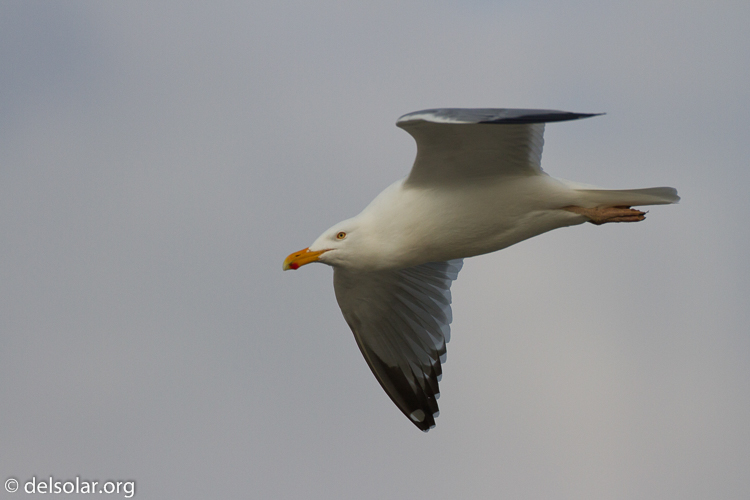 Canon EOS 7D  --  500 mm  --  EF500mm f/4L IS USM  