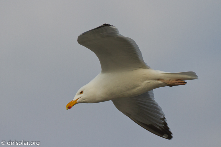 Canon EOS 7D  --  500 mm  --  EF500mm f/4L IS USM  