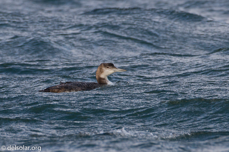 Canon EOS 7D  --  500 mm  --  EF500mm f/4L IS USM  