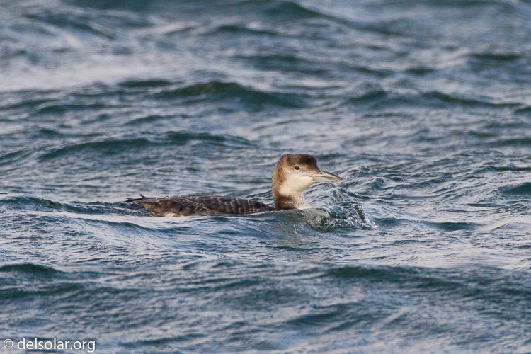 Canon EOS 7D  --  500 mm  --  EF500mm f/4L IS USM  