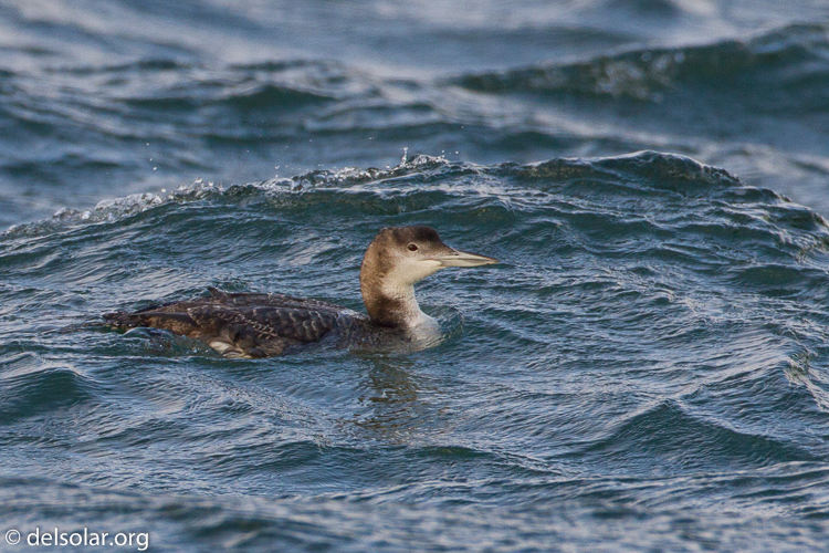 Canon EOS 7D  --  500 mm  --  EF500mm f/4L IS USM  