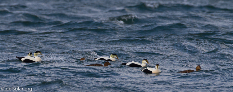 Canon EOS 7D  --  500 mm  --  EF500mm f/4L IS USM  