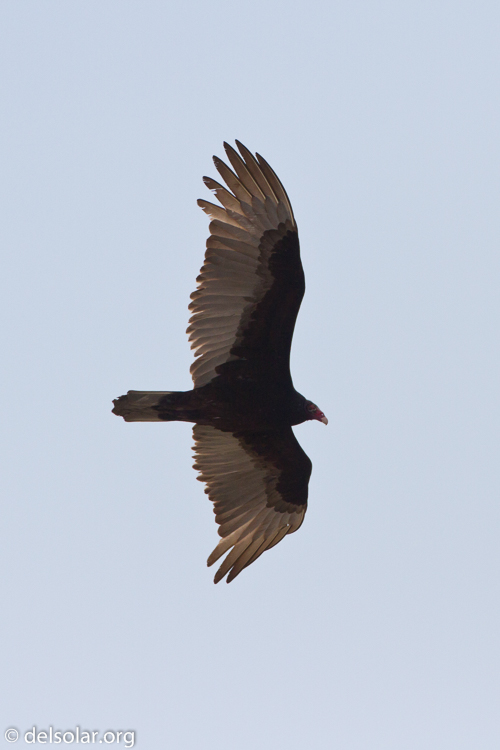 Canon EOS 7D  --  500 mm  --  EF500mm f/4L IS USM  