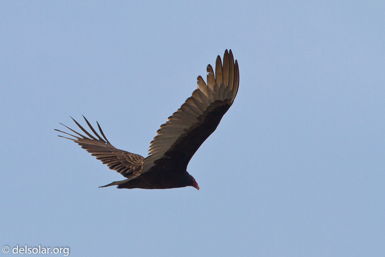 Canon EOS 7D  --  500 mm  --  EF500mm f/4L IS USM  