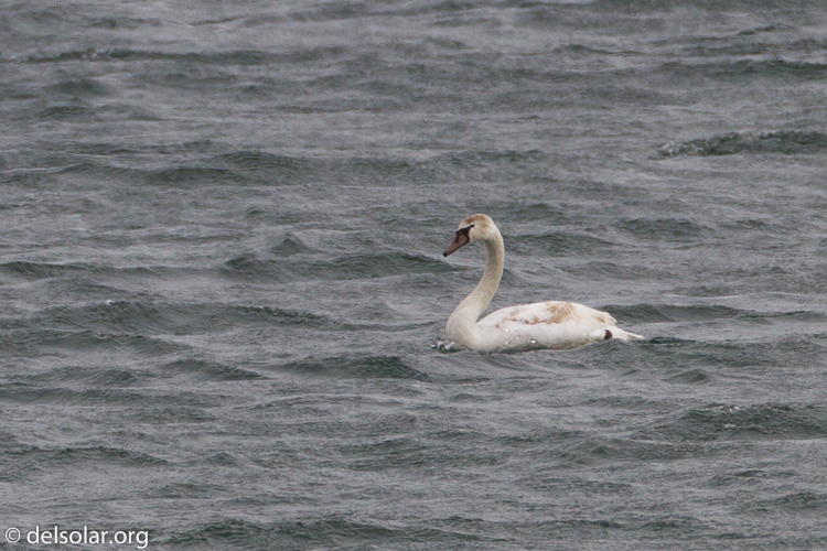 Canon EOS 7D  --  500 mm  --  EF500mm f/4L IS USM  