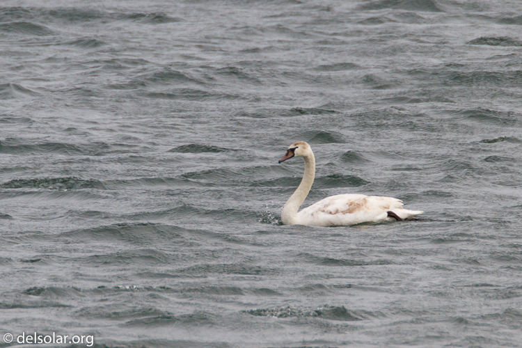 Canon EOS 7D  --  500 mm  --  EF500mm f/4L IS USM  