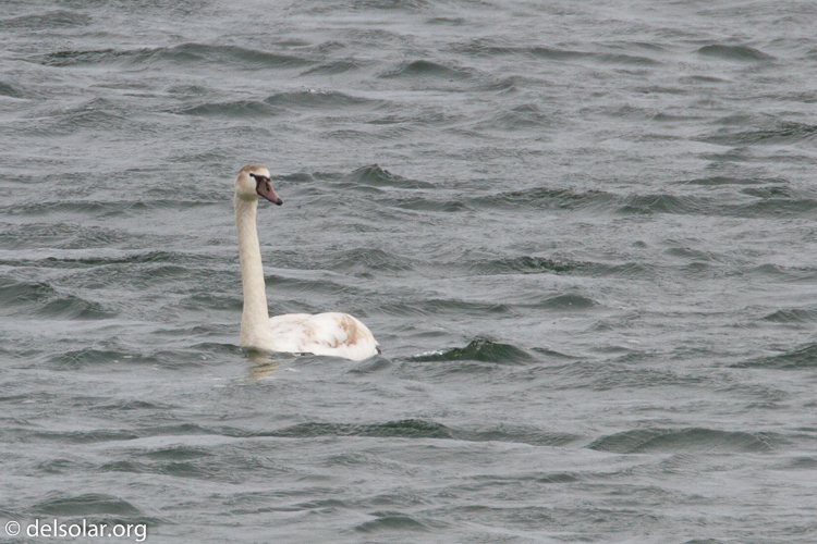 Canon EOS 7D  --  500 mm  --  EF500mm f/4L IS USM  