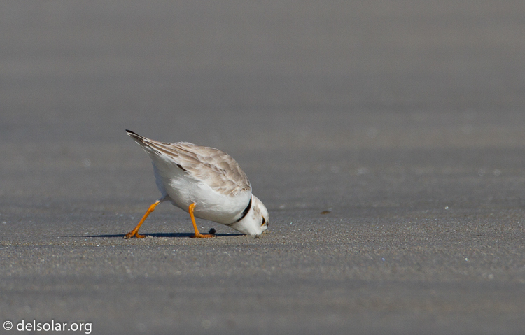 Canon EOS 7D  --  500 mm  --  EF500mm f/4L IS USM  