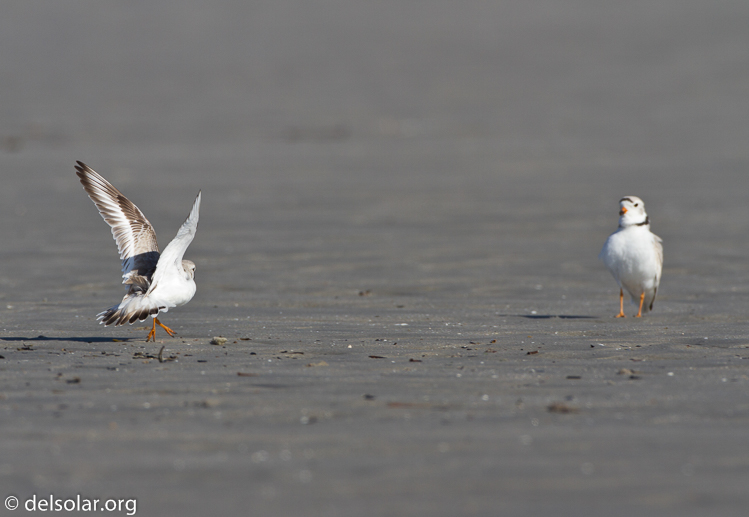 Canon EOS 7D  --  500 mm  --  EF500mm f/4L IS USM  