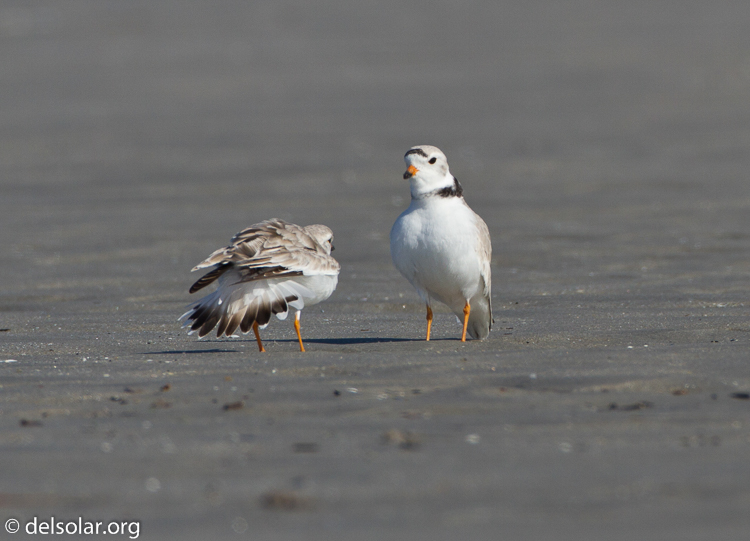 Canon EOS 7D  --  500 mm  --  EF500mm f/4L IS USM  
