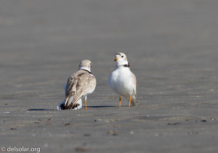 Canon EOS 7D  --  500 mm  --  EF500mm f/4L IS USM  