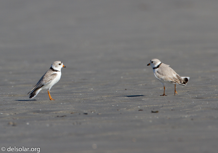 Canon EOS 7D  --  500 mm  --  EF500mm f/4L IS USM  