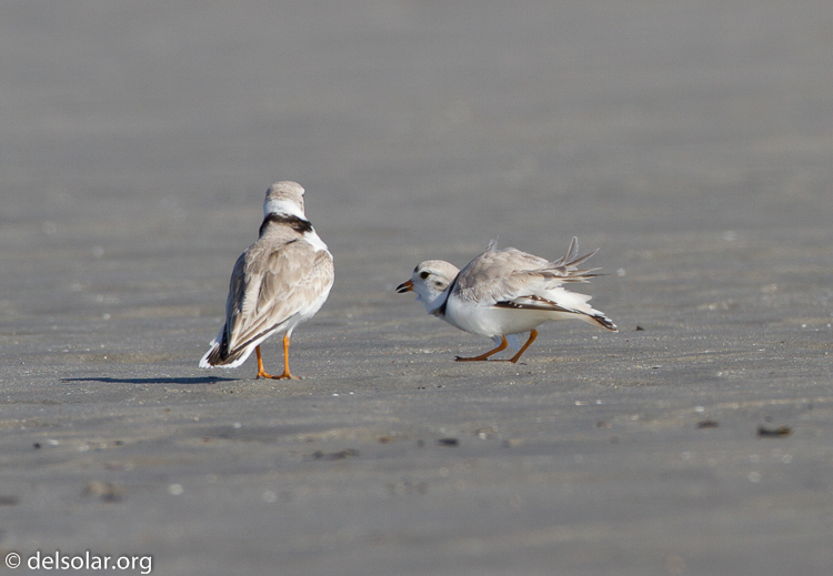 Canon EOS 7D  --  500 mm  --  EF500mm f/4L IS USM  