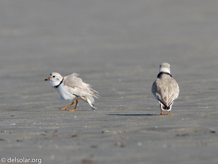 Canon EOS 7D  --  500 mm  --  EF500mm f/4L IS USM  