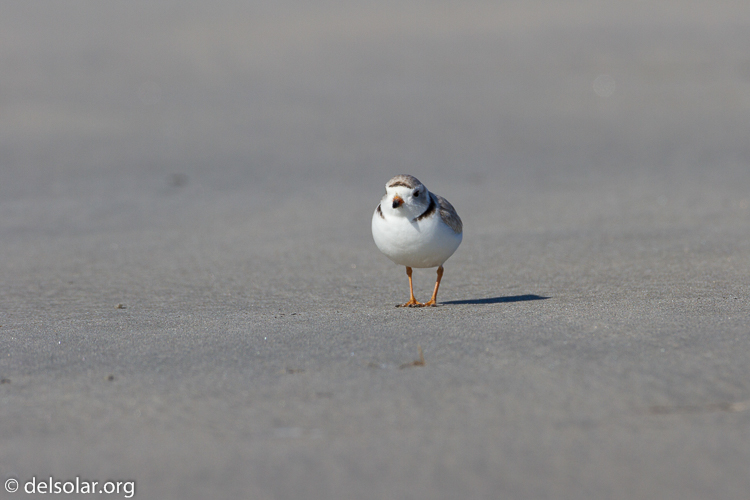 Canon EOS 7D  --  500 mm  --  EF500mm f/4L IS USM  