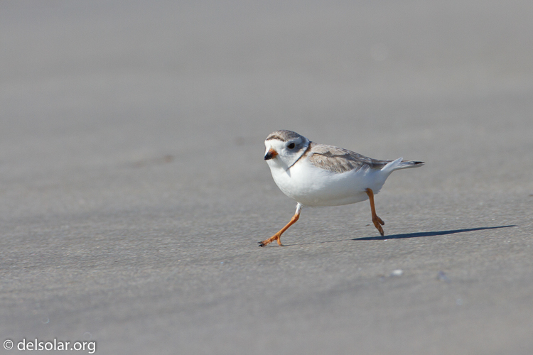 Canon EOS 7D  --  500 mm  --  EF500mm f/4L IS USM  