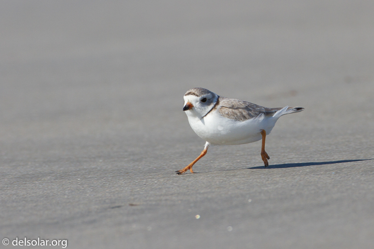 Canon EOS 7D  --  500 mm  --  EF500mm f/4L IS USM  