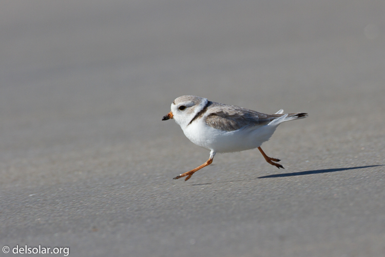 Canon EOS 7D  --  500 mm  --  EF500mm f/4L IS USM  