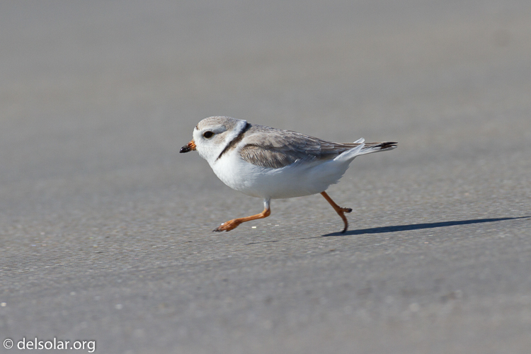 Canon EOS 7D  --  500 mm  --  EF500mm f/4L IS USM  
