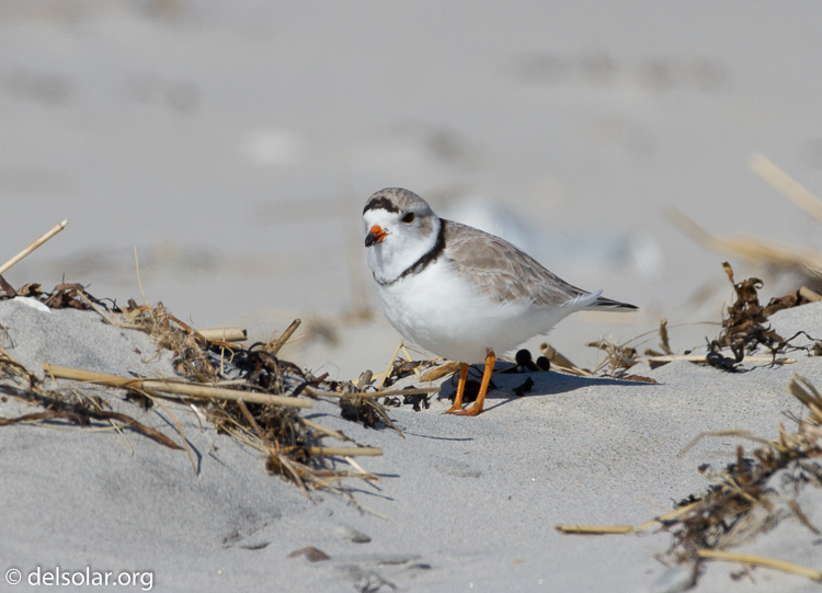 Canon EOS 7D  --  500 mm  --  EF500mm f/4L IS USM  