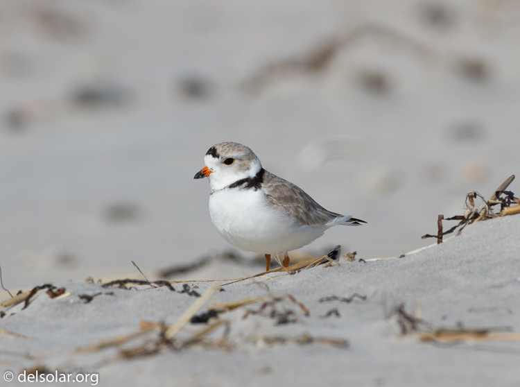 Canon EOS 7D  --  500 mm  --  EF500mm f/4L IS USM  