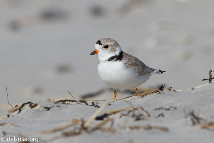 Canon EOS 7D  --  500 mm  --  EF500mm f/4L IS USM  