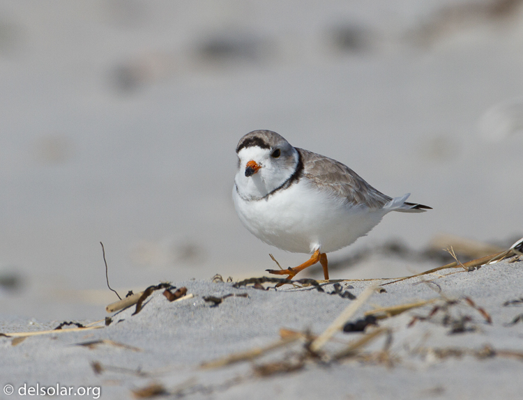 Canon EOS 7D  --  500 mm  --  EF500mm f/4L IS USM  