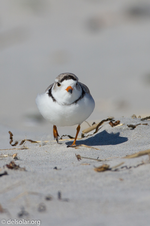 Canon EOS 7D  --  500 mm  --  EF500mm f/4L IS USM  