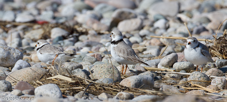 Canon EOS 7D  --  500 mm  --  EF500mm f/4L IS USM  