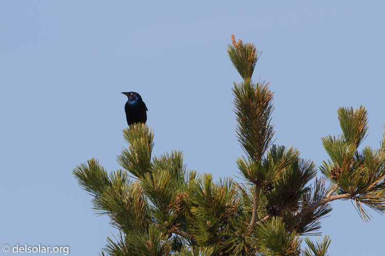 Canon EOS 7D  --  500 mm  --  EF500mm f/4L IS USM  