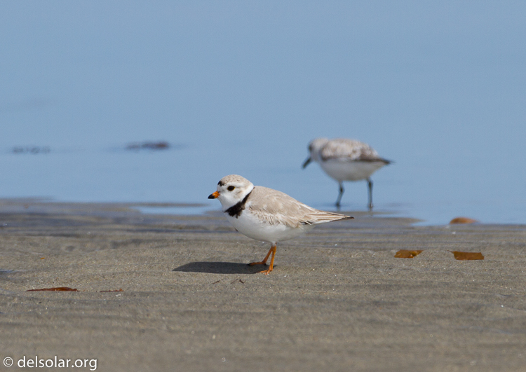 Canon EOS 7D  --  500 mm  --  EF500mm f/4L IS USM  