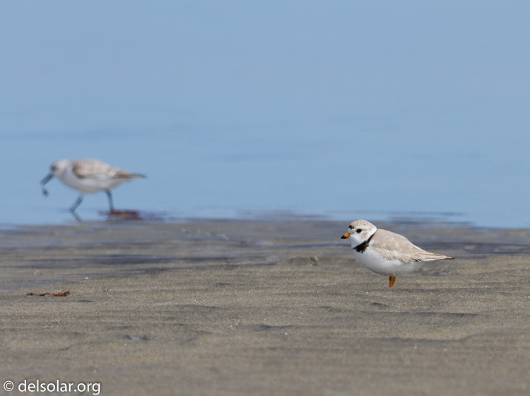 Canon EOS 7D  --  500 mm  --  EF500mm f/4L IS USM  