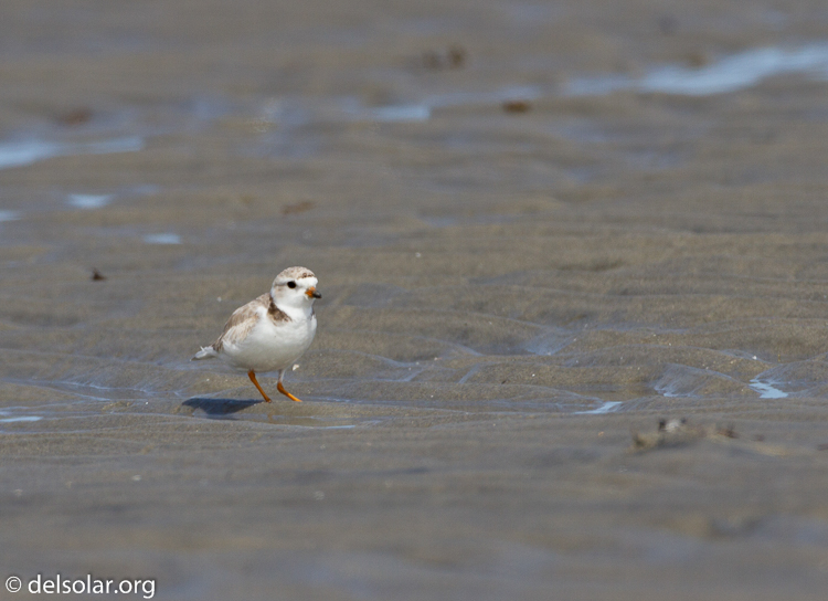 Canon EOS 7D  --  500 mm  --  EF500mm f/4L IS USM  