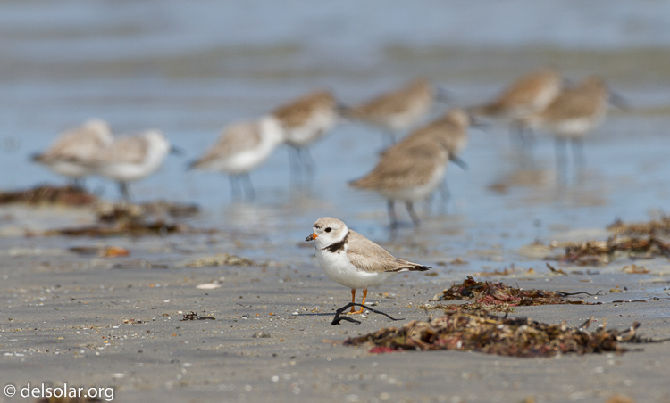 Canon EOS 7D  --  500 mm  --  EF500mm f/4L IS USM  