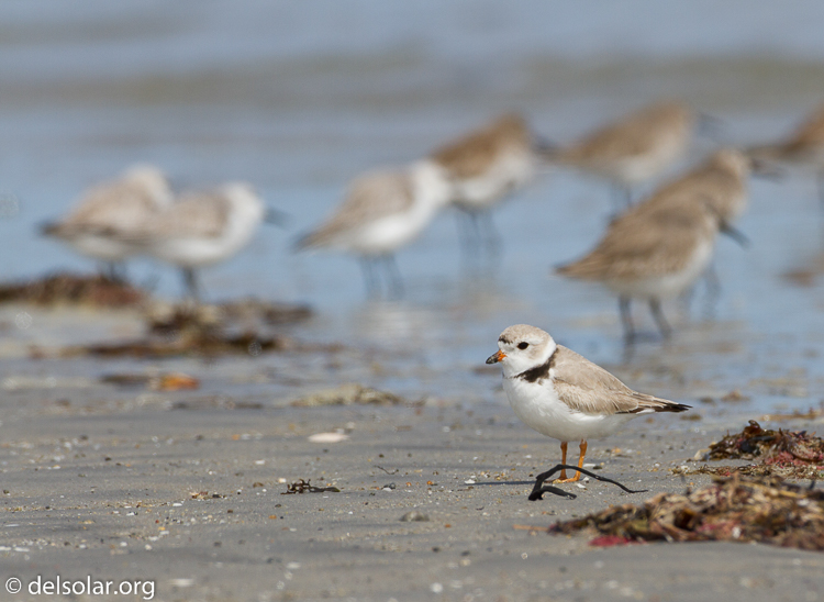 Canon EOS 7D  --  500 mm  --  EF500mm f/4L IS USM  